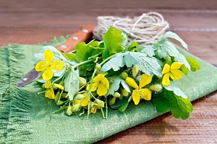 Is Celandine Good for Eyes?