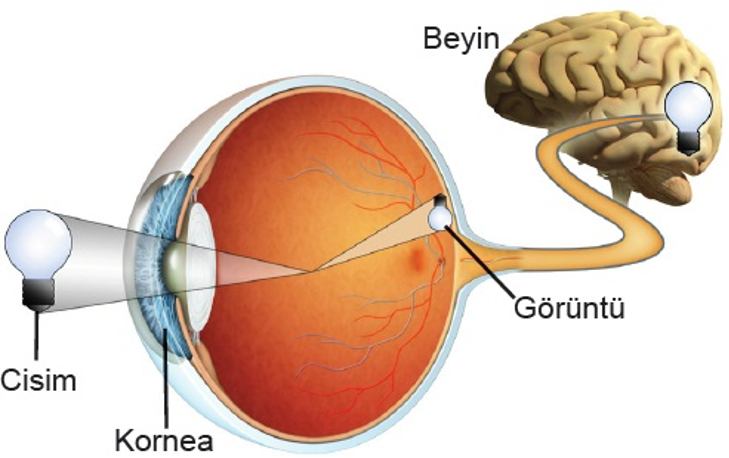Yakın Görmede Kollajen Neden Tek Göze Uygulanır? 1 Yakın Görmede Kollajen Neden Tek Göze Uygulanır