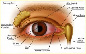 LASIK Sonrası Göz Kuruluğu Ne Kadar Sürer? 1 goz kurulugu 1